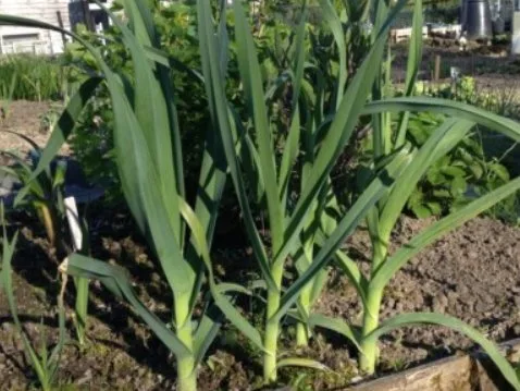Babington’s Leek