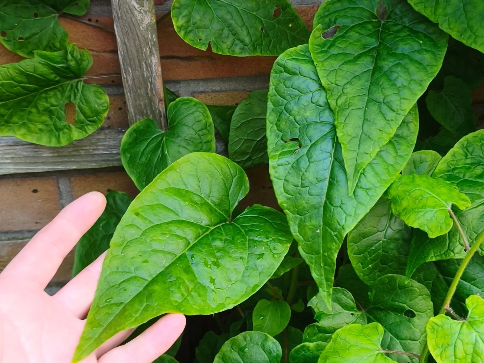 Caucasian Spinach