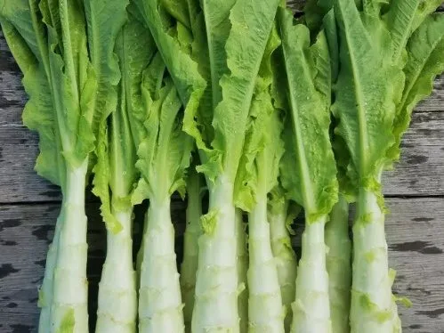 Celtuce