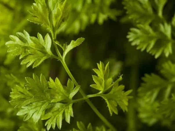 Chervil
