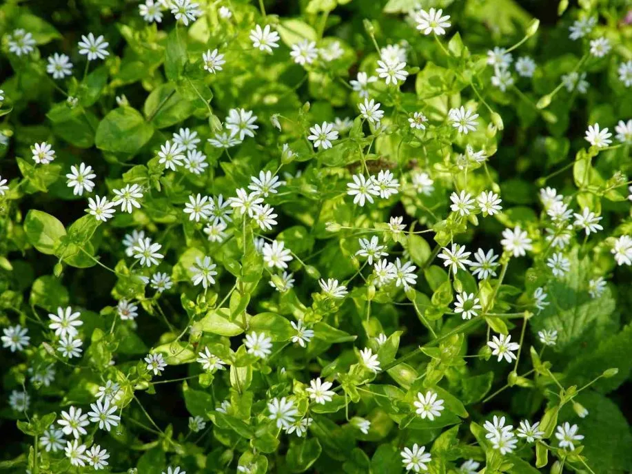 Chickweed