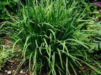 Chinese Onion Chive