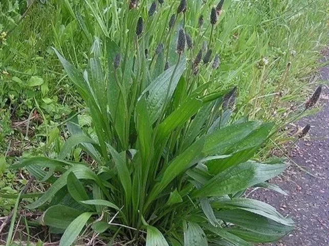 English Plantain