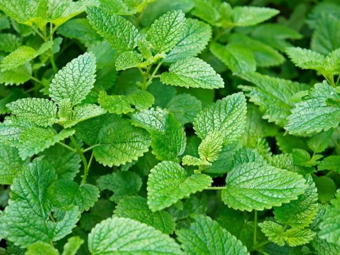 Lemon Balm