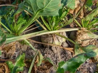 Mangelwurzel ‘Ursus Poly’