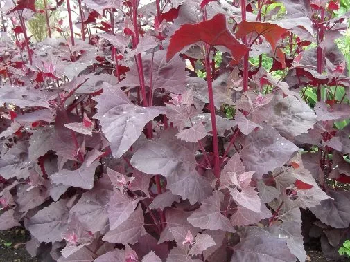 Purple Orach