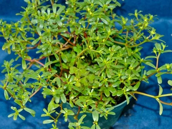 Purslane