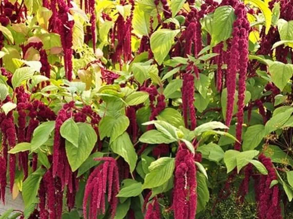 Red Amaranthus