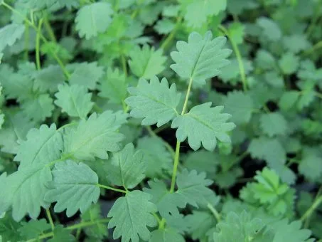 Salad Burnet