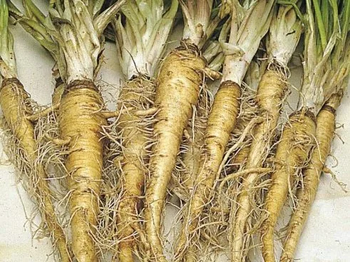 Salsify