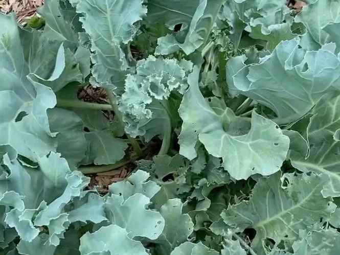 Sea Kale
