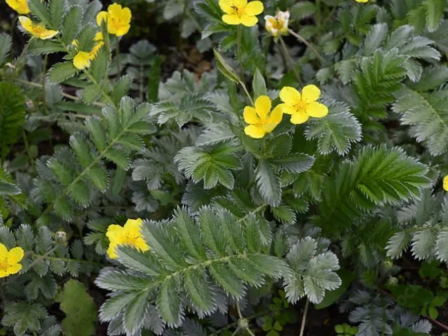 Silverweed