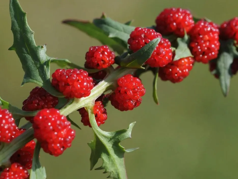 Strawberry Spinach