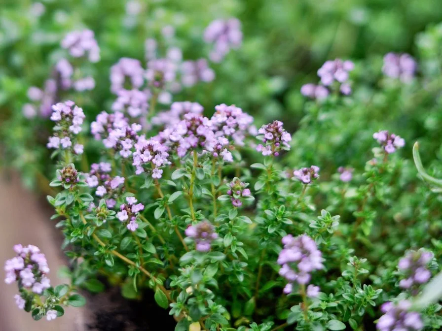 Thyme