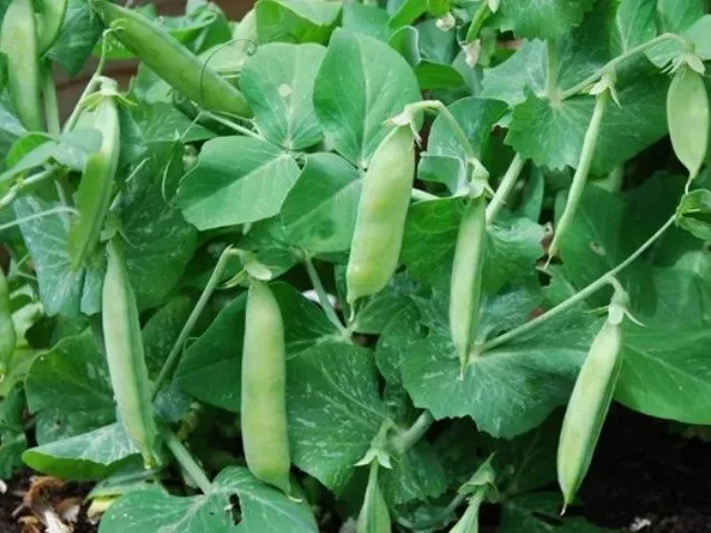 Victorian Dwarf Pea
