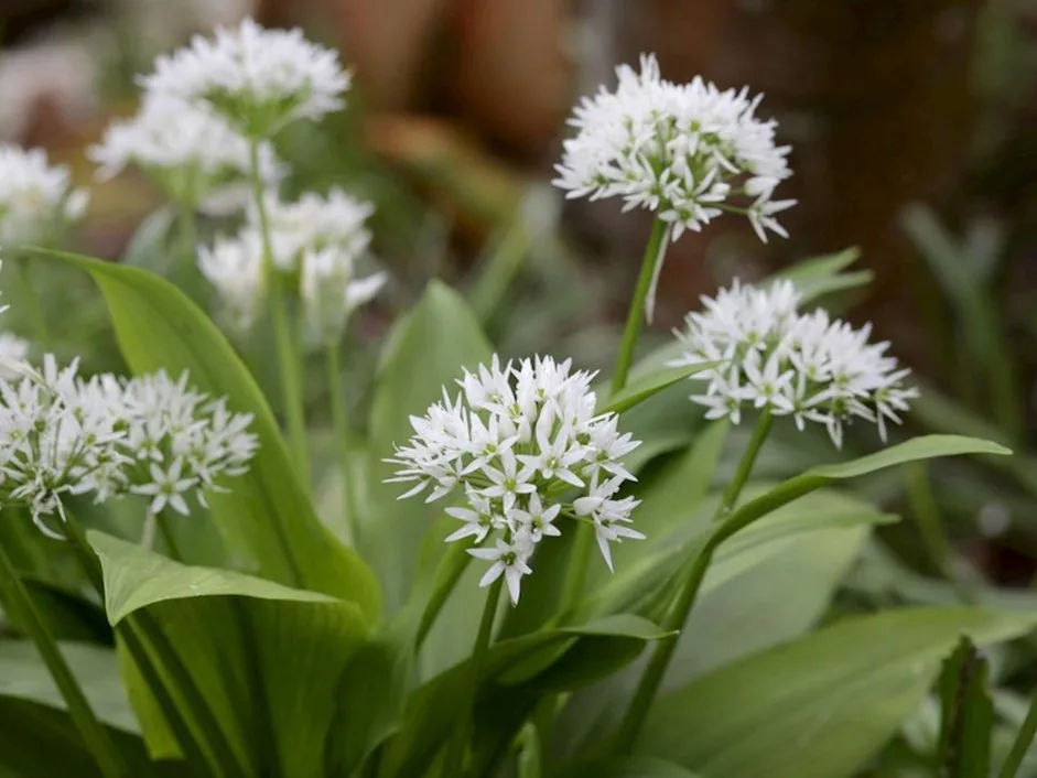 Wild Garlic