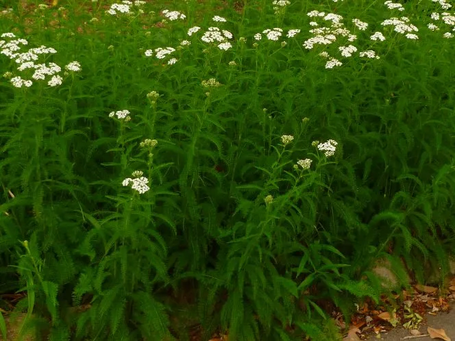 Yarrow