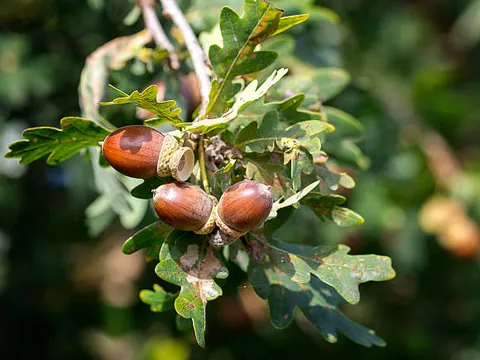 Acorns growing wild