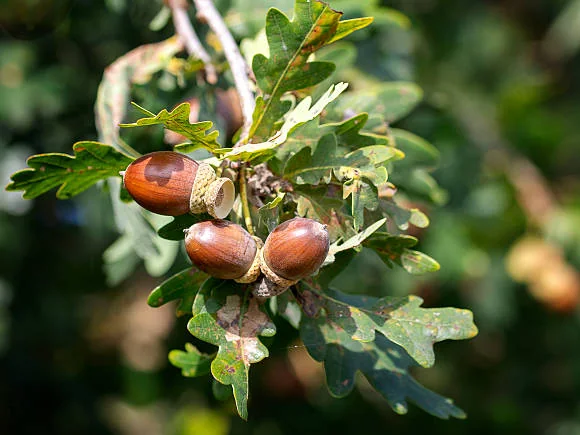 Acorns growing wild