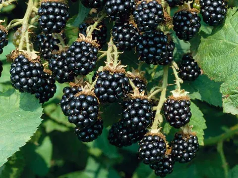 Blackberry / Bramble growing wild