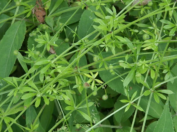 Cleavers / Goosegrass / “Sticky Willy” growing wild