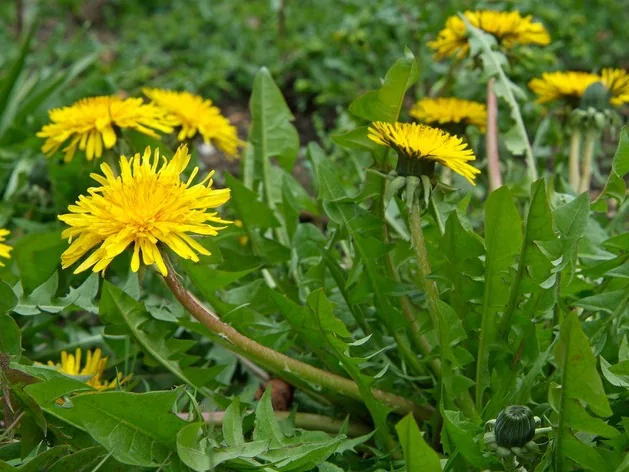 Dandelion growing wild