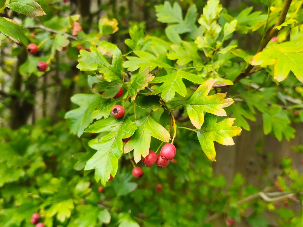 Hawthorn growing wild