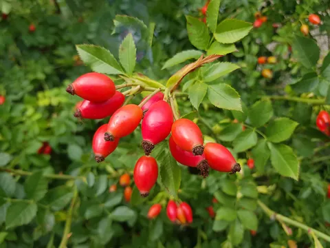 Rosehips growing wild