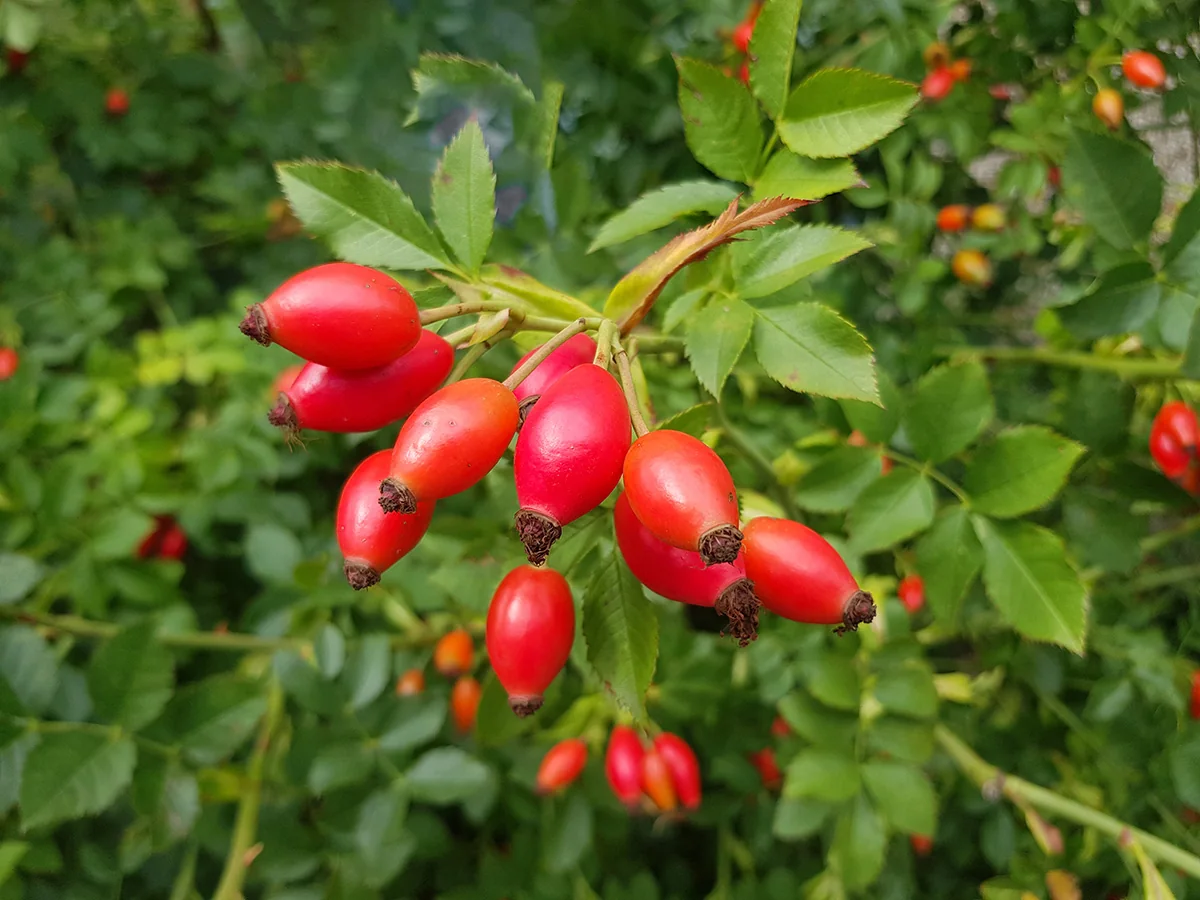 Rosehips growing wild