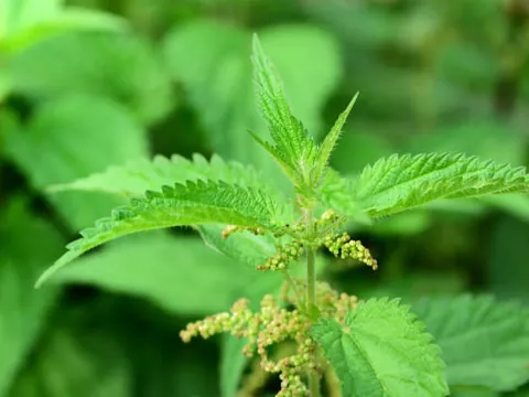 Stinging Nettle growing wild