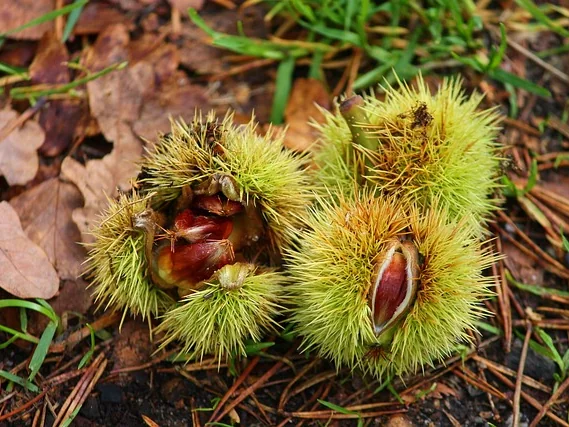 Sweet Chestnut growing wild