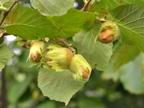 Wild Hazelnuts growing wild
